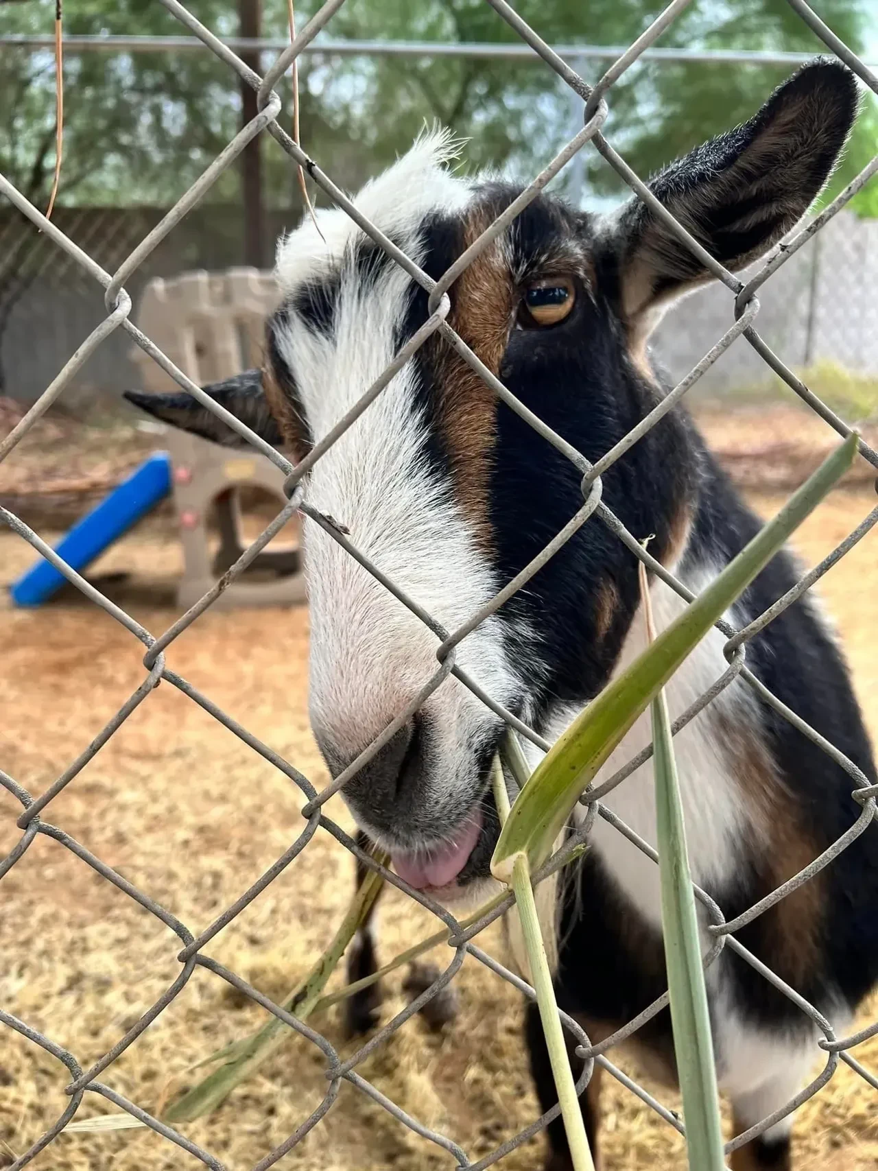 School goat at fence